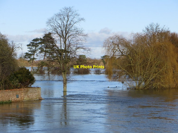 Photo 6"x4" Trees in the Floods Wallingford c2014