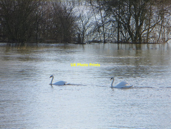 Photo 6"x4" Swanning by Wallingford c2014