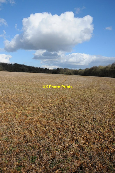 Photo 6"x4" Arable field and cumulus cloud Tarlton c2014