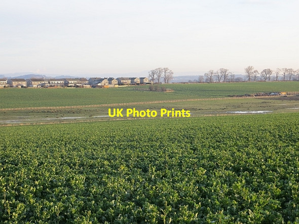 Photo 6"x4" Oilseed rape, Ratho Ratho c2014