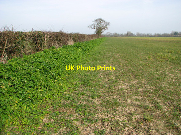 Photo 6"x4" Field boundary hedge in fields south of Glebe Farm Kessingland c2014