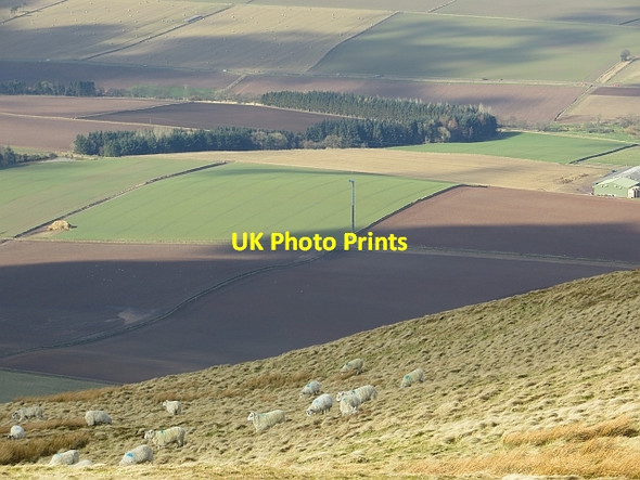 Photo 6"x4" Sheep grazing on West Lomond Gateside\/NO1809 c2014