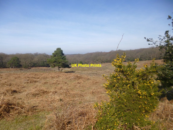 Photo 6"x4" Ocknell Plain, heathland Fritham c2014
