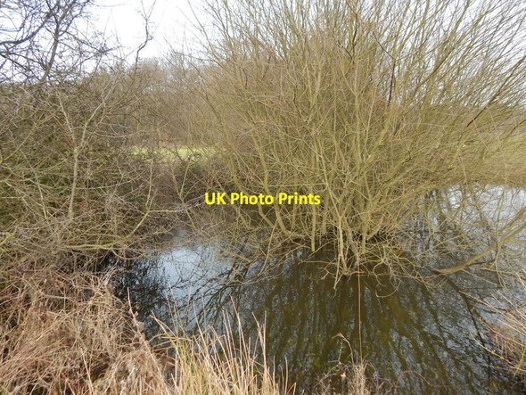 Photo 6"x4" Tree in pond, Round Maple Round Maple c2014