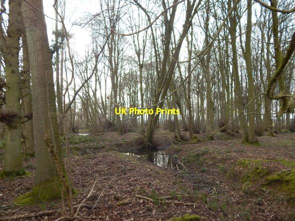 Photo 6"x4" Pond in Langley Wood, Round Maple Round Maple c2014