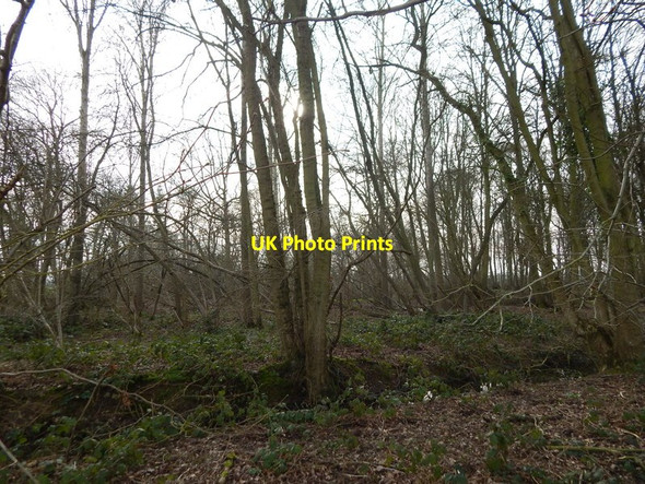 Photo 6"x4" Langley Wood, Round Maple Round Maple c2014