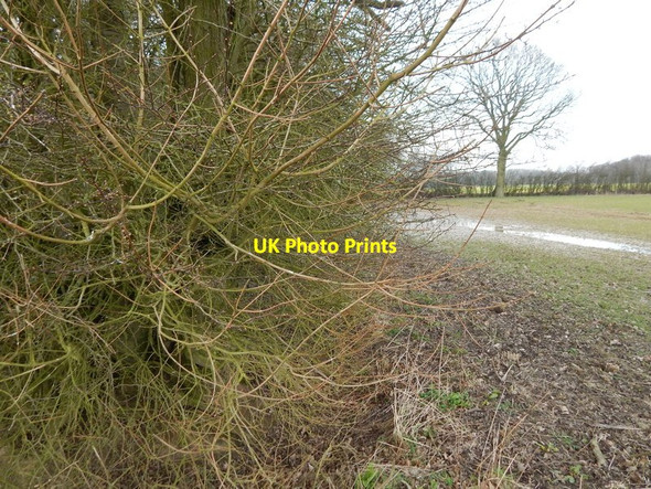 Photo 6"x4" The edge of Langley Wood, Round Maple Round Maple c2014
