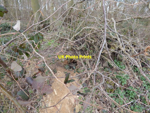 Photo 6"x4" Burrow in Langley Wood, Round Maple Round Maple c2014