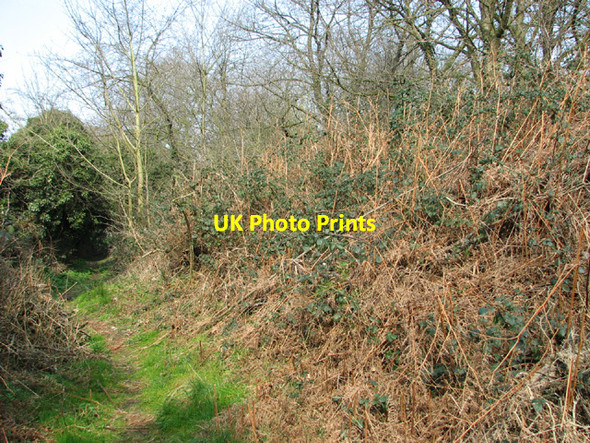 Photo 6"x4" Bracken and brambles beside the footpath Costessey c2014