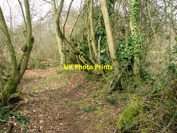 Photo 6"x4" Path along the western edge of Costessey Pits Taverham c2014