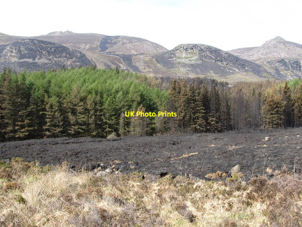 Photo 6"x4" Burnt heathland between the forest and the Annalong River Annalong c2011