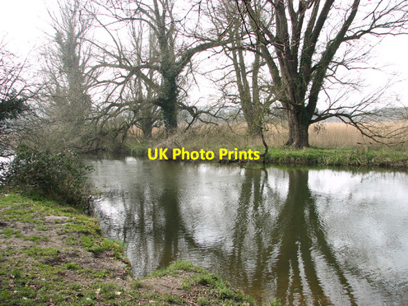 Photo 6"x4" Trees growing beside the River Wensum Costessey c2014