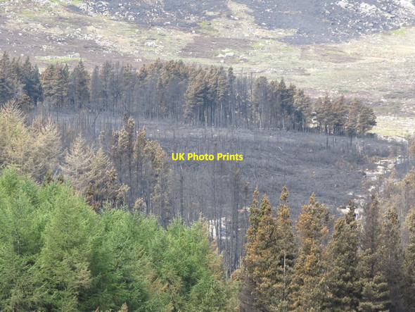 Photo 6"x4" Smouldering fireground in Annalong Wood Annalong c2011