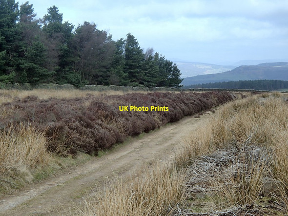 Photo 6"x4" Track by Bunker's Hill Wood Edensor c2014