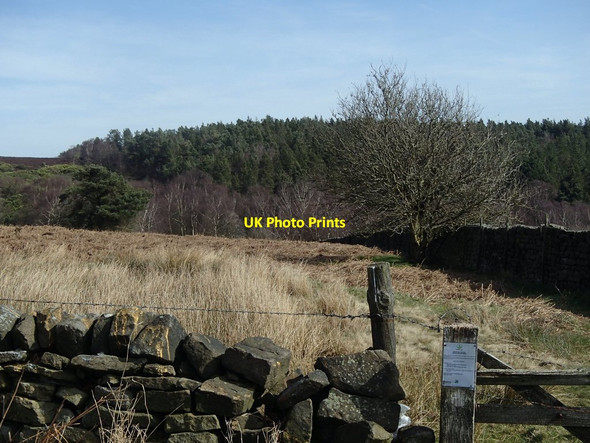 Photo 6"x4" Moorland and woodland Darley Hillside c2014