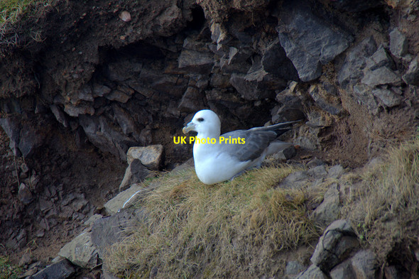 Photo 6"x4" Fulmar (Fulmarus glacialis), Braewick, Eshaness Braewick\/HU2478 c2014