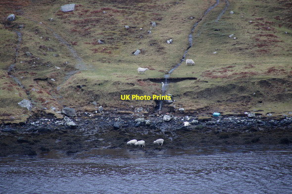 Photo 6"x4" Sheep feeding on the shore at Gunnister Voe, Northmavine Nibon c2014