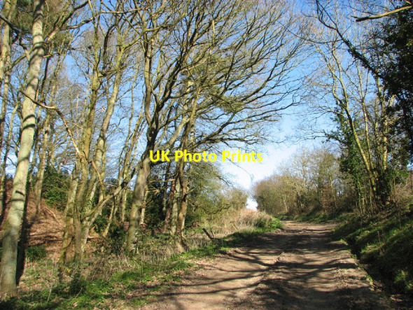 Photo 6"x4" Farm track through Wadding Wood Herringfleet c2014