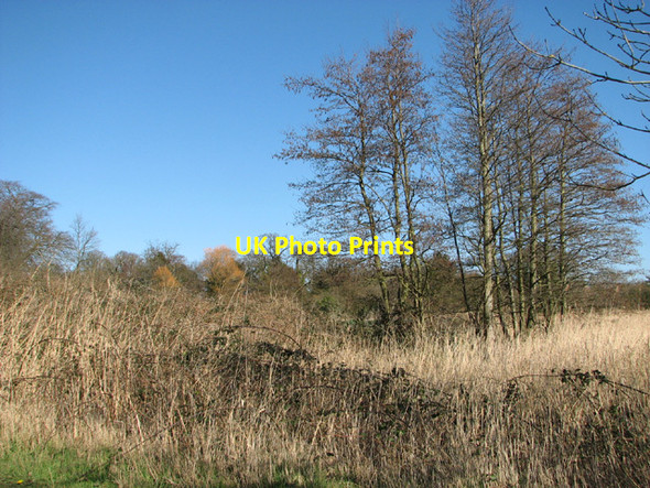 Photo 6"x4" Alders beside Waddling Lane Herringfleet c2014