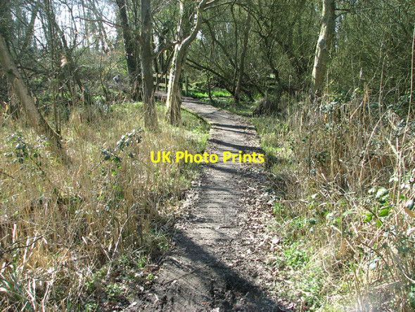 Photo 6"x4" Boardwalk through Warren Carrs Camps Heath c2014