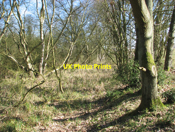 Photo 6"x4" Birch and alder in Warren Carrs Camps Heath c2014