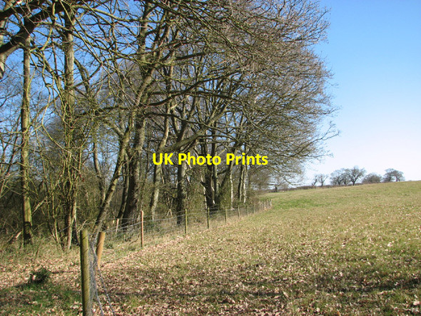 Photo 6"x4" Sheep pasture by Warren Carrs Camps Heath c2014
