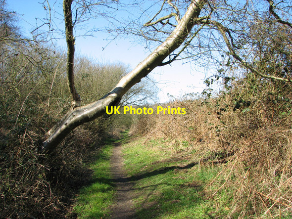 Photo 6"x4" Narrow path past Warren Carrs Camps Heath c2014