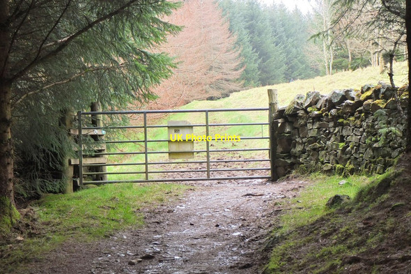 Photo 6"x4" Forest boundary gate, Whitfold Hill Peebles\/NT2540 c2014