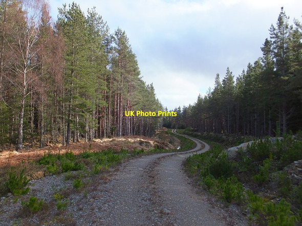 Photo 6"x4" Forest track, Rogie Forest Craigdarroch\/NH4457 c2014 P1