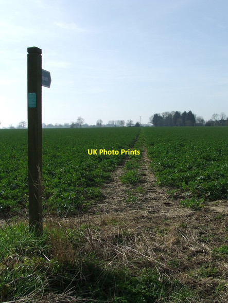 Photo 6"x4" Into The Beet Laxfield c2014