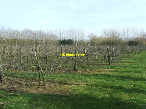 Photo 6"x4" Apple Orchard Brundish Street c2014