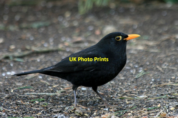 Photo 6"x4" Blackbird (Turdus merula) Lossiemouth c2014
