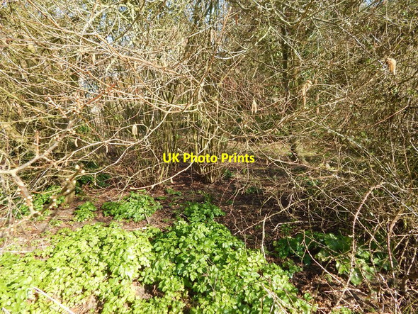 Photo 6"x4" Small trees in Orford Castle park Orford\/TM4249 c2014