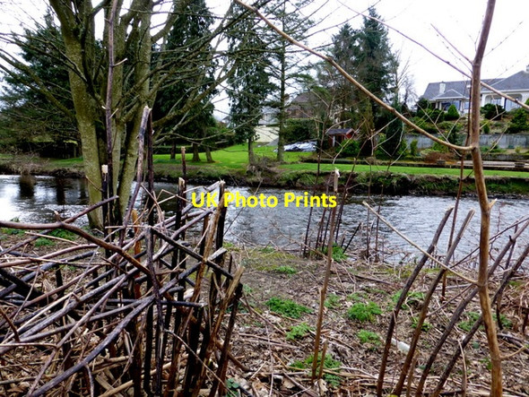 Photo 6"x4" Japanese knotweed, Mullaghmore Omagh c2014