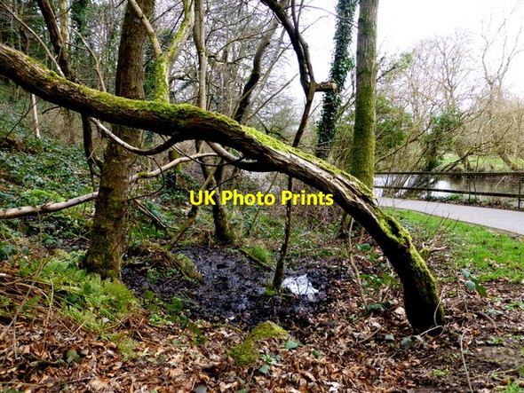 Photo 6"x4" A bent tree, Mullaghmore Omagh c2014