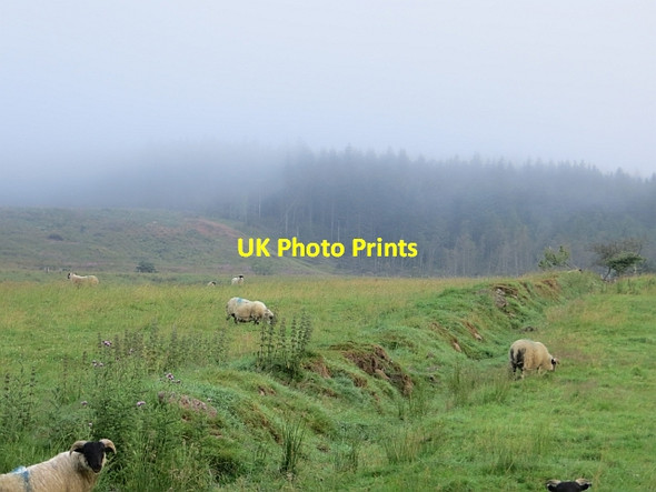 Photo 6"x4" Old field boundary, Parkmore Glenariff c2013