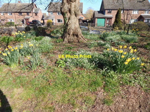 Photo 6"x4" Daffodils under tree in Orford recreation ground Orford\/TM4249 c2014
