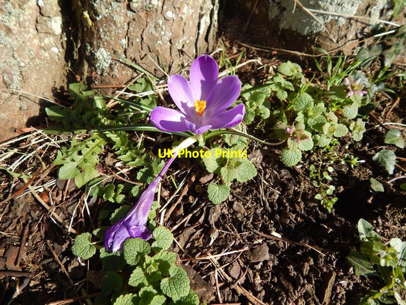 Photo 6"x4" Crocus in Orford recreation ground Orford\/TM4249 c2014