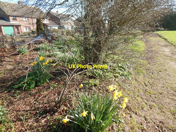 Photo 6"x4" Daffodils and small tree in Orford recreation ground Orford\/TM4249 c2014