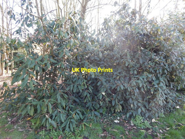 Photo 6"x4" Bush in Orford recreation ground Orford\/TM4249 c2014