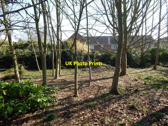 Photo 6"x4" Small trees in Orford recreation ground Orford\/TM4249 c2014
