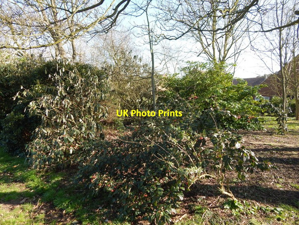 Photo 6"x4" Bushes in Orford recreation ground Orford\/TM4249 c2014