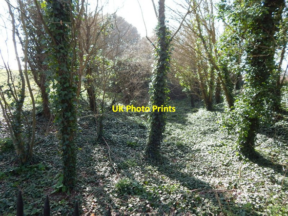 Photo 6"x4" Woodland at the North of Orford Castle park Orford\/TM4249 c2014