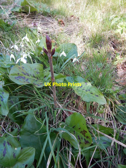 Photo 6"x4" Young horse chestnut tree in Orford Orford\/TM4249 c2014