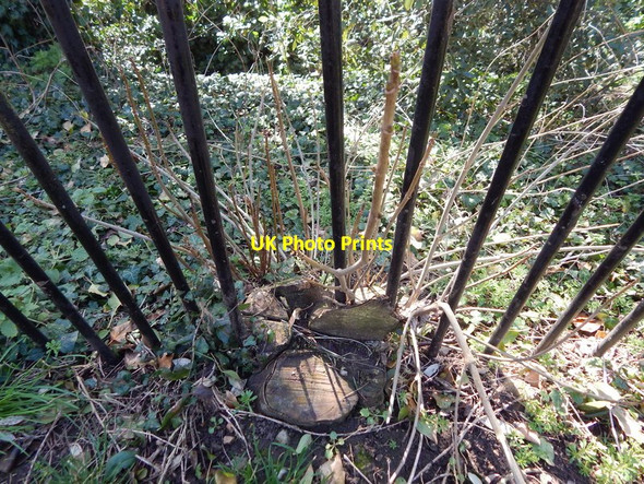 Photo 6"x4" Sycamore tree in fence Orford\/TM4249 c2014
