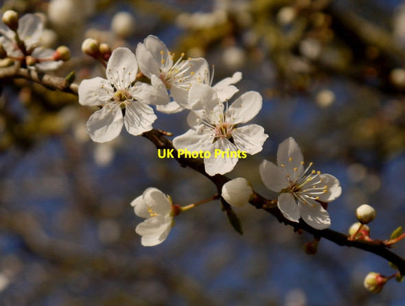Photo 6"x4" Plum blossom in March, 1 Bromsash c2014