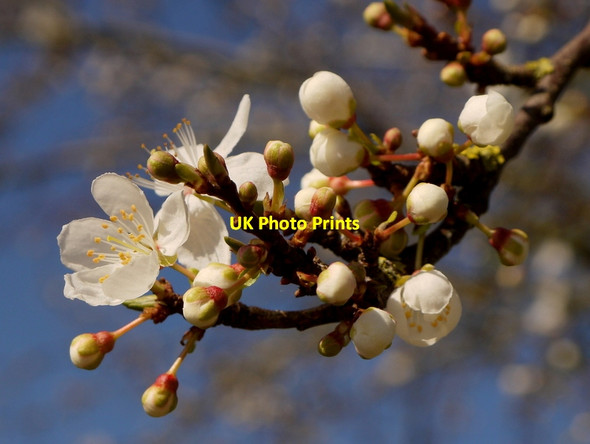 Photo 6"x4" Plum blossom in March, 2 Bromsash c2014