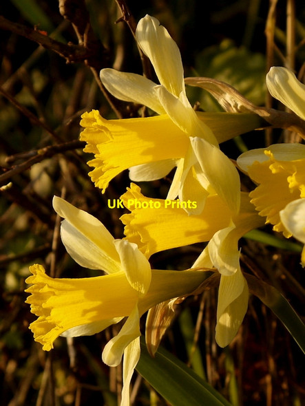 Photo 6"x4" Wild daffodils at Kempley Kempley c2014