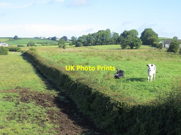 Photo 6"x4" Cattle by Springmount Road Clogh\/D0914 c2013