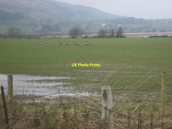 Photo 6"x4" Wet Farmland near Carsethorn Kirkbean c2014